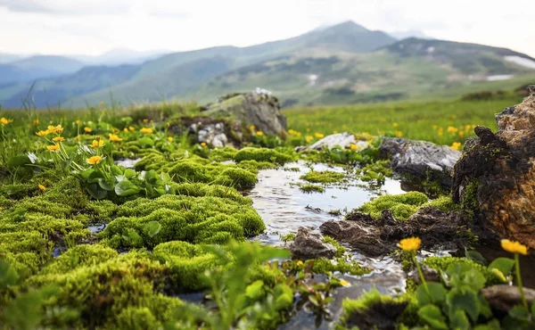 Mountain spring water flowing with green moss vegetation and yel