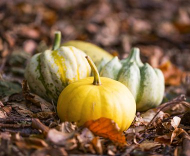 Kurutulmuş yaprakları açık Güz pumpkins, kabaklar harves yığın.