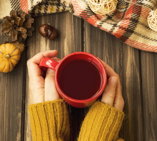 Mãos de mulher segurando xícara de chocolate quente, outono ambiente acolhedor t — Fotografia de Stock