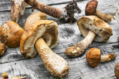 Boletus mantar taze form orman ahşap masa üzerinde aldı.