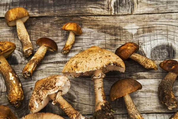 Parasole e funghi porcini, funghi forestali commestibili su legno — Foto Stock