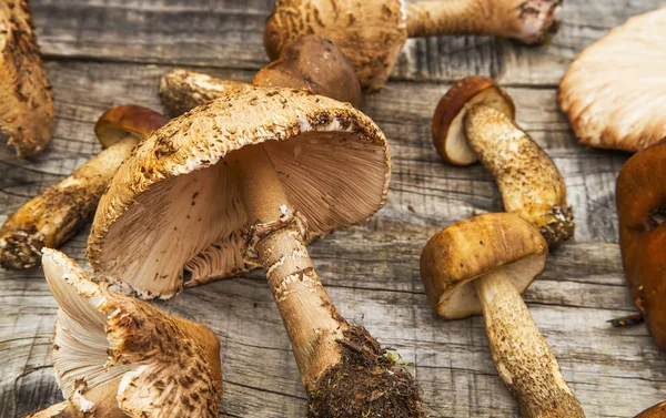 Грибы зонтики и колбасы, съедобные лесные грибы на дереве — стоковое фото