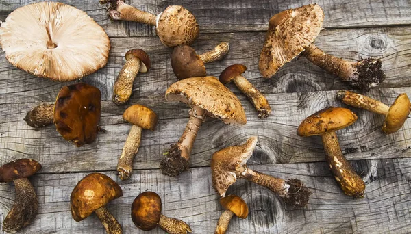 Грибы зонтики и колбасы, съедобные лесные грибы на дереве — стоковое фото