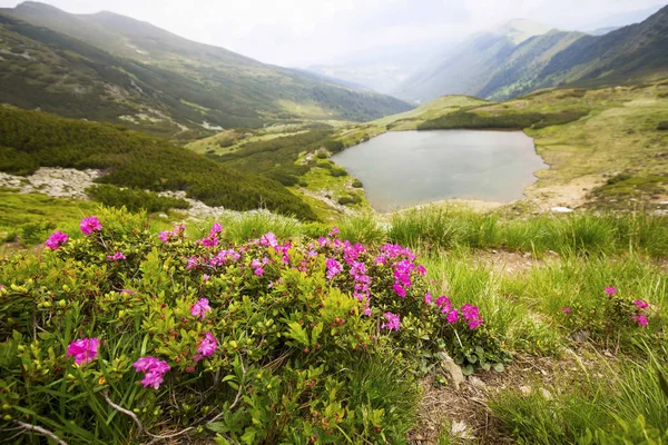 Lago de montaña y Rhododendron flores paisaje en Rodnei Monte — Foto de Stock