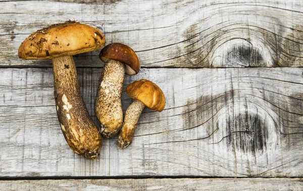 Boleto, funghi commestibili — Foto Stock