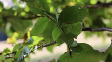 Kayın ağacı yaprakları Rüzgar tarafından taşındı 