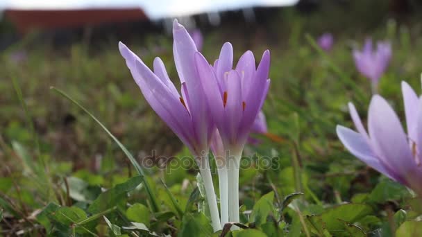 Colchicum flores fuera movido por el viento, hermosas flores otoñales — Vídeos de Stock