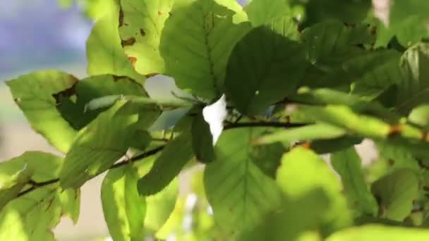 Bükk fa levelei át a szél — Stock videók