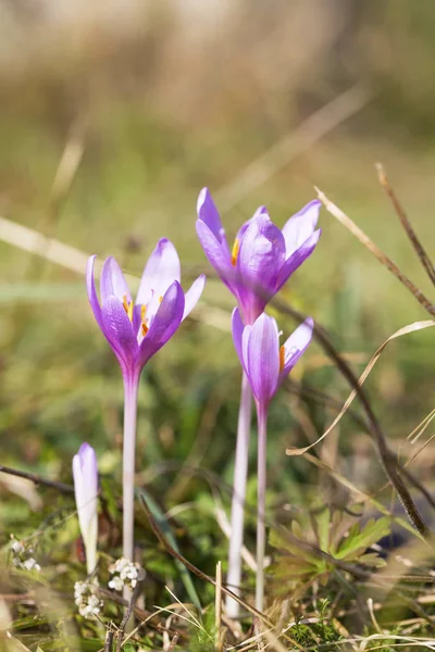 Blooming purple colchicum autumnale on natural background.Violet — Stock Photo, Image