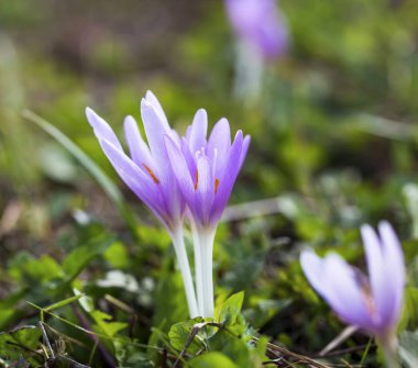 Mor colchicum autumnale makro doğal zemin üzerine çiçek açan.