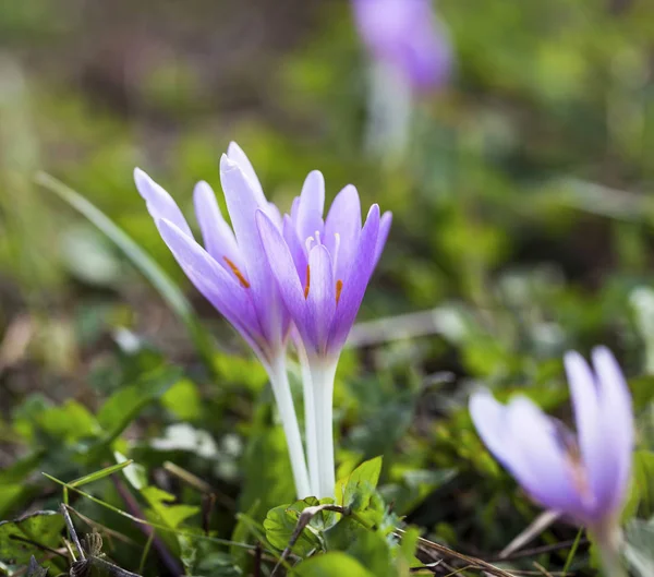 Blooming purple colchicum autumnale macro on natural background. — Stock Photo, Image