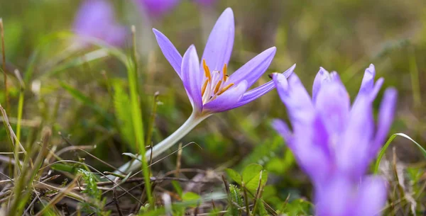 Blooming purple colchicum autumnale macro on natural background. — Stock Photo, Image