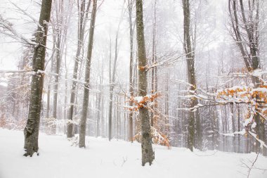 Kış sisli kayın orman manzarası