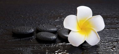 Spa plumeria çiçekli natürmort