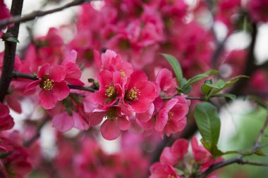 Baharda pembe ağaç çiçekleri