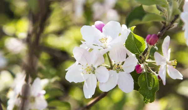 Elma çiçekler ilkbaharda — Stok fotoğraf