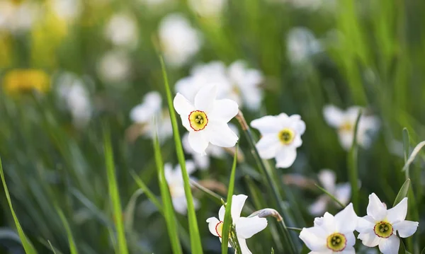 Mooie narcissen bloemen in de tuin — Stockfoto