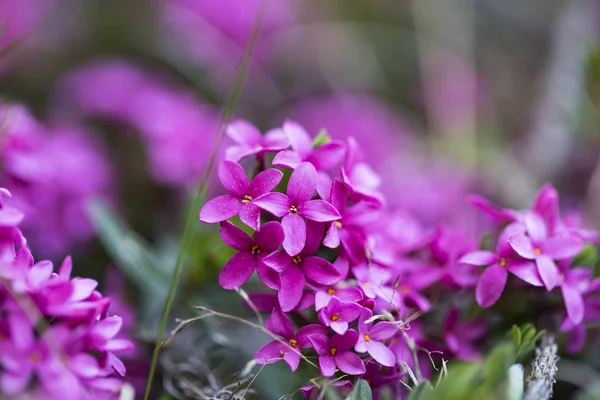 Beautiful pink flowers closeup — Stock Photo, Image