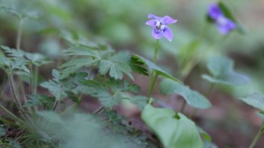 Violet. Viola Odorata çiçek orman bitki örtüsü rüzgarla hareket