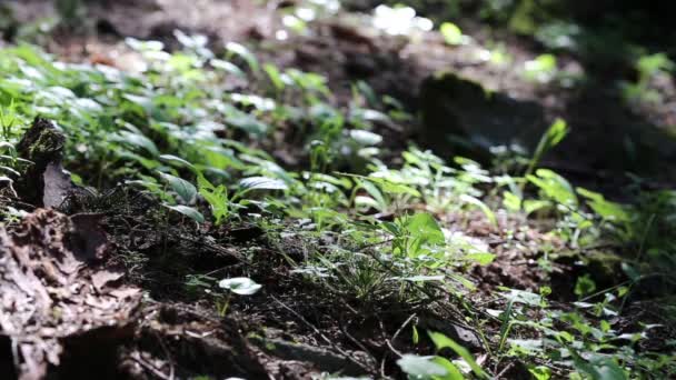 Vegetación Forestal Movida Por Viento Vegetación Forestal Primer Plano Luz — Vídeo de stock