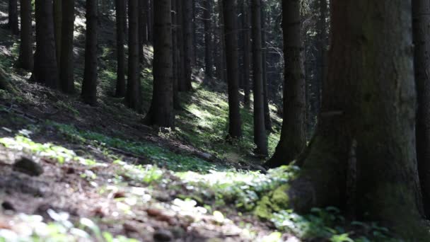 Bosque Abeto Luz Del Sol Hermosa Escena Del Bosque Tranquilo — Vídeos de Stock