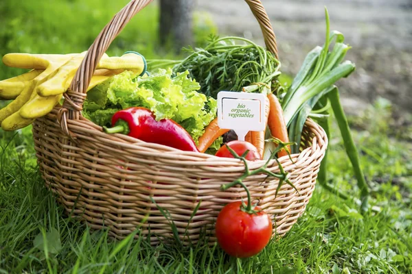 Bio verduras ecológicas con etiqueta — Foto de Stock