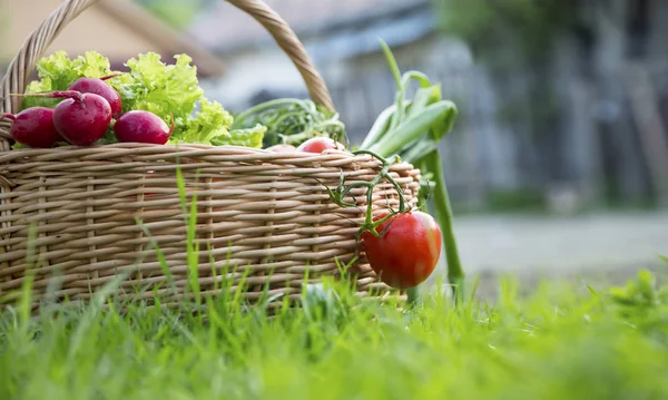 前衛から収穫された新鮮な有機野菜のバスケット — ストック写真