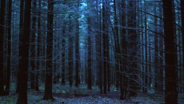 Bosque Oscuro Mágico Encantado Con Luces Hadas — Vídeos de Stock