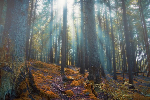 Μαγεμένο δάσος — Φωτογραφία Αρχείου