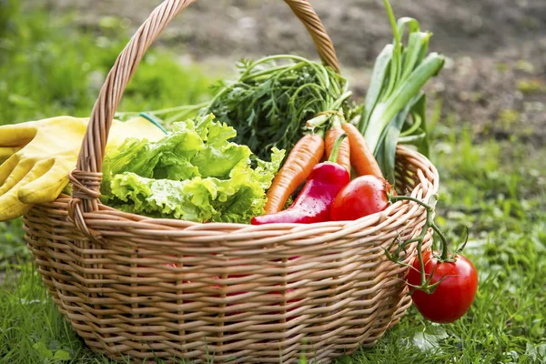 Cesta de verduras ecológicas — Foto de Stock