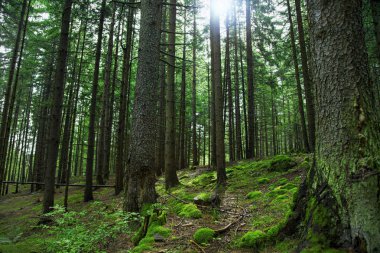 Yeşil çam ağacı orman 