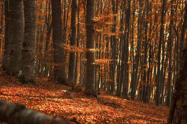 Autumn forest landscape with dried leaves and beech trees, fall — Stock Photo, Image