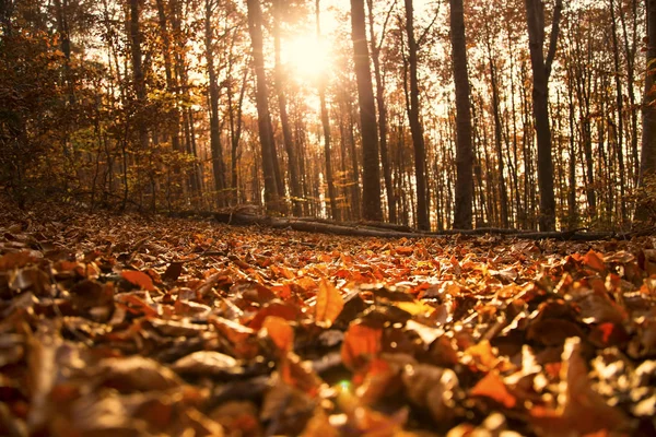 Autumn forest landscape with dried leaves and beech trees, fall