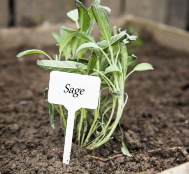 Bahçesinde etiketi olan adaçayı otu.