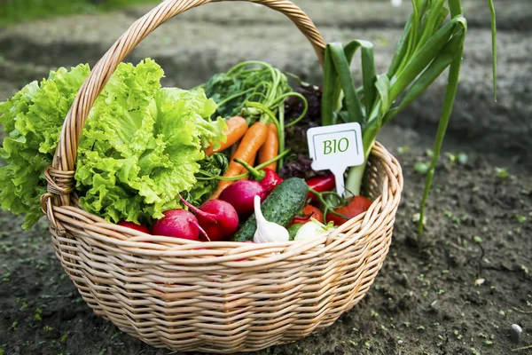 Cesta de verduras biológicas con etiqueta — Foto de Stock