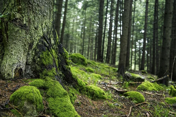 Groen bos met oude stam en mos — Stockfoto
