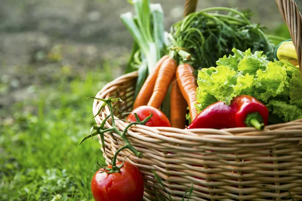 Cesta de verduras orgánicas frescas recién cosechadas de la vanguardia — Foto de Stock