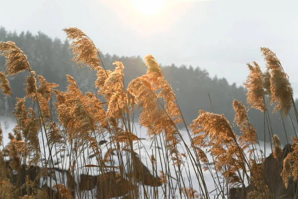 Altın ışıklı vahşi çimen manzarası — Stok fotoğraf