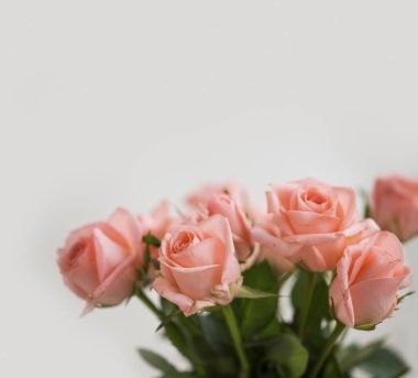 Beyaz arkaplanda kopyalama alanı olan güller