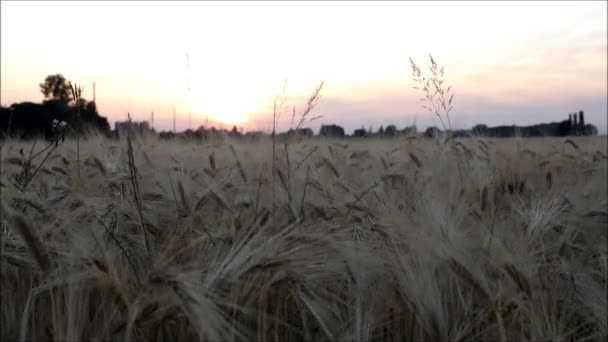 Field Wheat Summer French Countryside — Stock Video