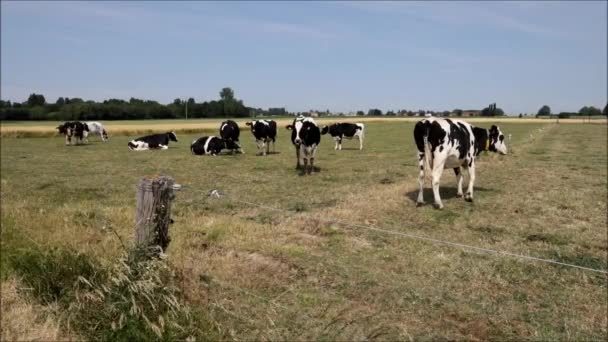 Een Weiland Met Norman Koeien — Stockvideo