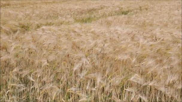 Een Gebied Van Tarwe Zomer Het Franse Platteland — Stockvideo