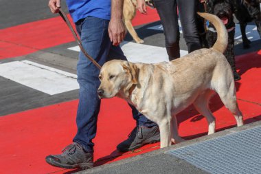 Köpek terbiye delâlet
