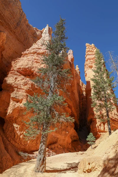 El Parque Nacional Bryce Canyon en Utah —  Fotos de Stock