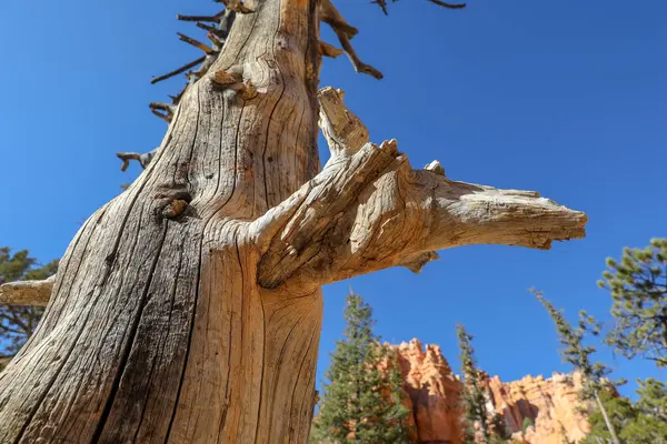 Tronco de árbol en Bryce Canyon —  Fotos de Stock