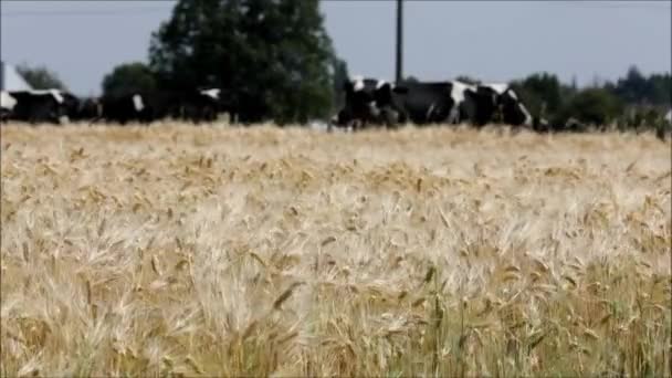 Campo Trigo Campo França — Vídeo de Stock