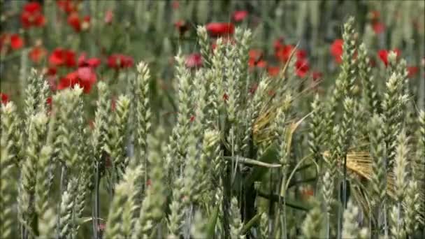 Ένα Πεδίο Σιτάρι Στη Γαλλική Εξοχή — Αρχείο Βίντεο