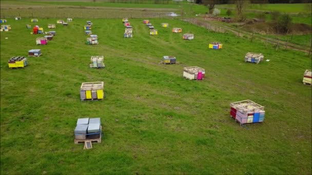 Αεροφωτογραφία Του Μελισσοκόμος Γύρω Από Τις Κυψέλες Του — Αρχείο Βίντεο
