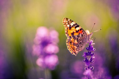 Günbatımı güzel butterflyin Provence, Hokkaido mor lavanta alanıyla üzerinde