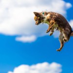 Chihuahua perro volando y saltando en el Cielo azul y nubes